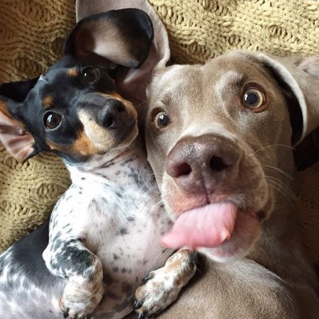 Chiens en selfie