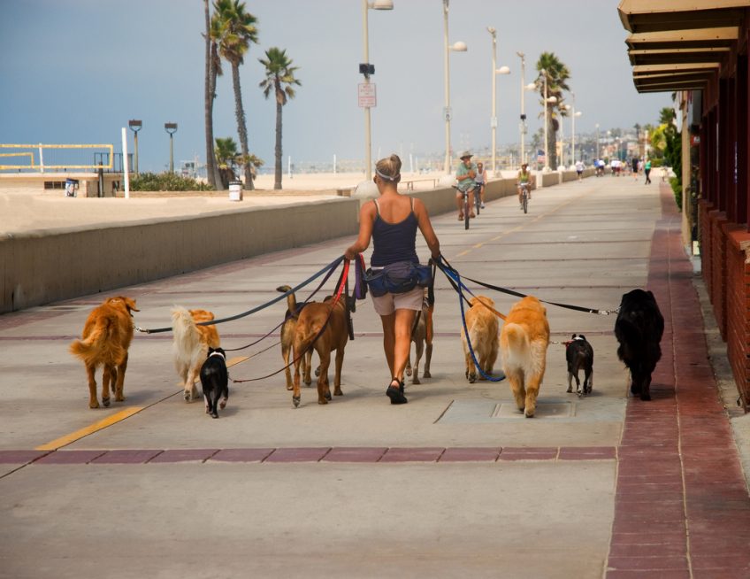 Wouf wouf : optez pour une pension canine