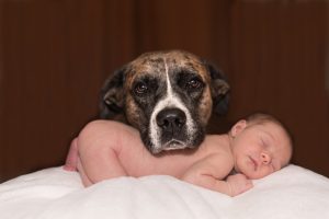 Le chien et l'arrivée d'un bébé