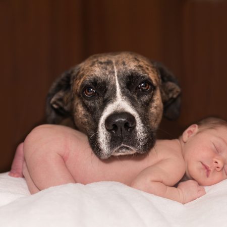 Le chien et l'arrivée d'un bébé