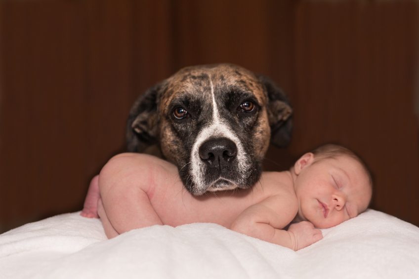 Le chien et l'arrivée d'un bébé 