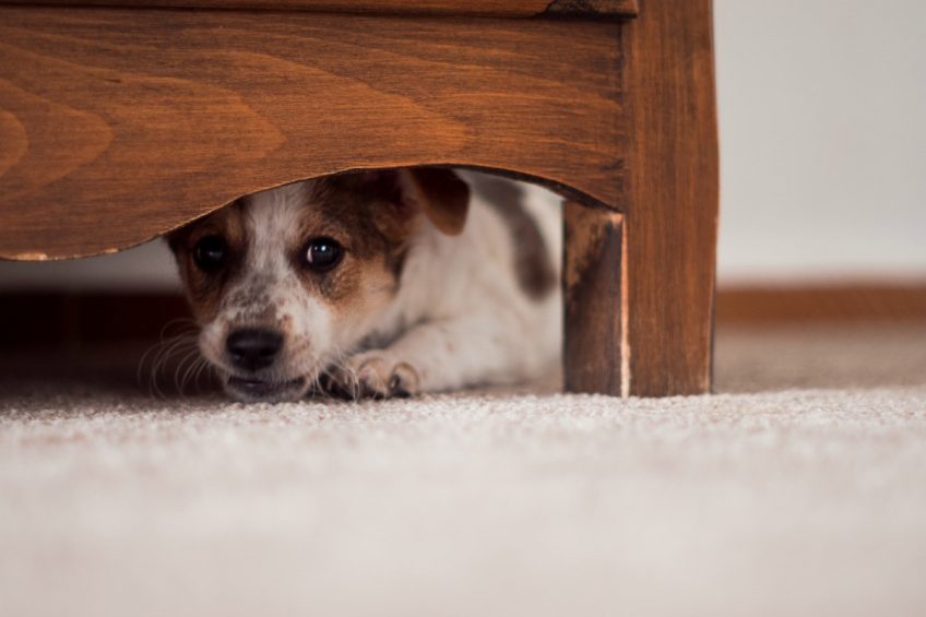 Gérer son chien pendant l'orage : laissez-le se cacher