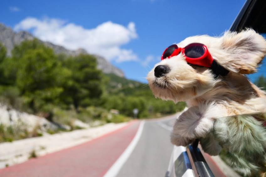 Comment faire garder votre chien durant vos vacances ? Wouf Wouf est là pour vous simplifier la vie