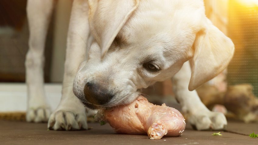 Nourrir son chien autrement le BARF