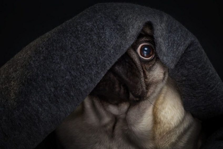 Wouf wouf. Réussir à gérer son chien pendant l'orage.