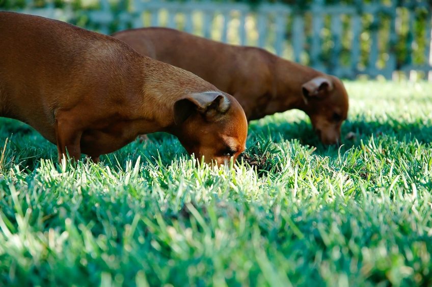 Nourrir son chien autrement disperser sa ration dans le jardin