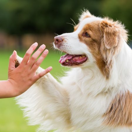 Apprendre des tours à votre chien