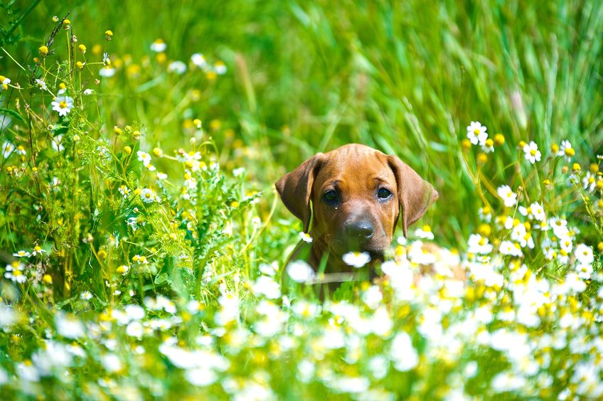 Chien dans le jardin fleuri