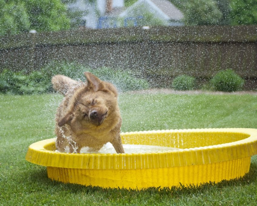 Piscine pour chien