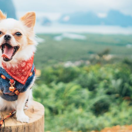 Wouf wouf : gérer un chien à fort caractère