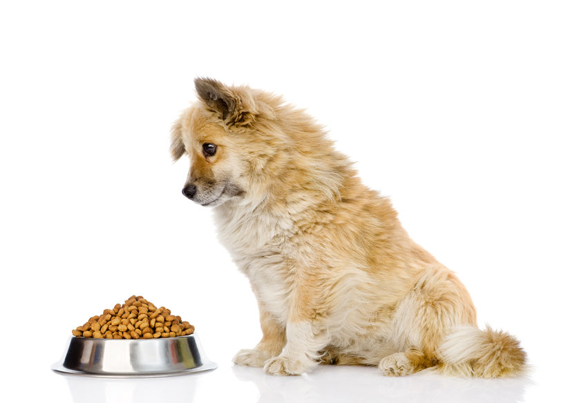 Nombre de repas par jour pour un chien