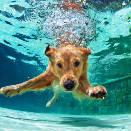 Chuen se rafraichissant dans la piscine