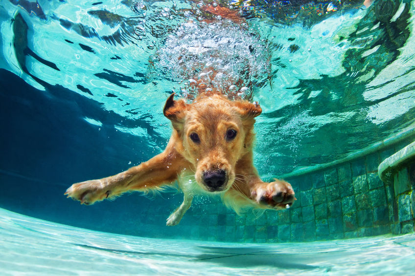 Chuen se rafraichissant dans la piscine