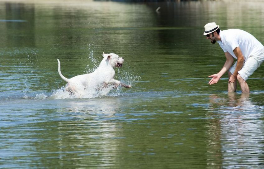 Occuper son chien durant de fortes chaleurs : les baignades