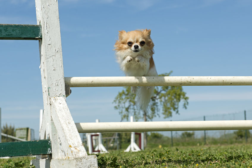 Chihuahua sautant une barrière