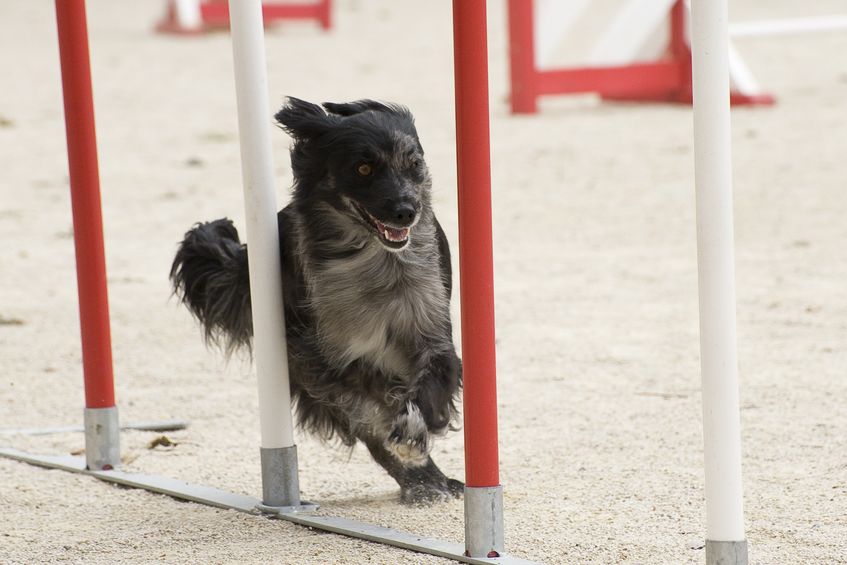 école pour chiot avec les obstacles