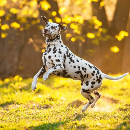 dangers de l'automne pour le chien