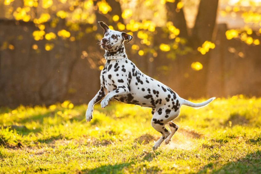 Wouf wouf Canaliser son chien caractèriel 