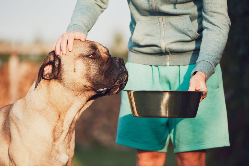 Nombre de repas par jour pour un chien