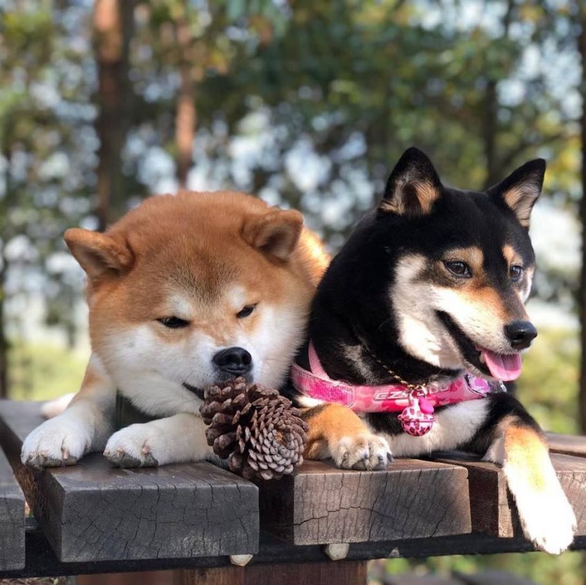 Gérer un chien à fort tempérament