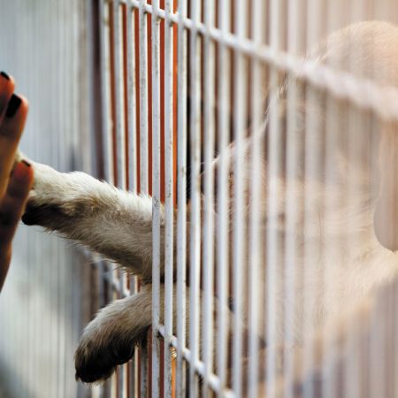 Chien dans un refuge