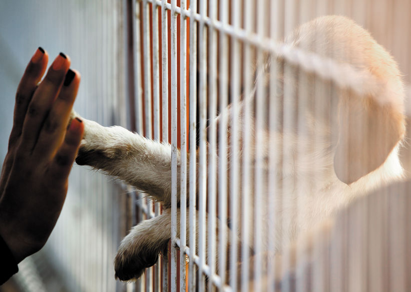 Chien dans un refuge