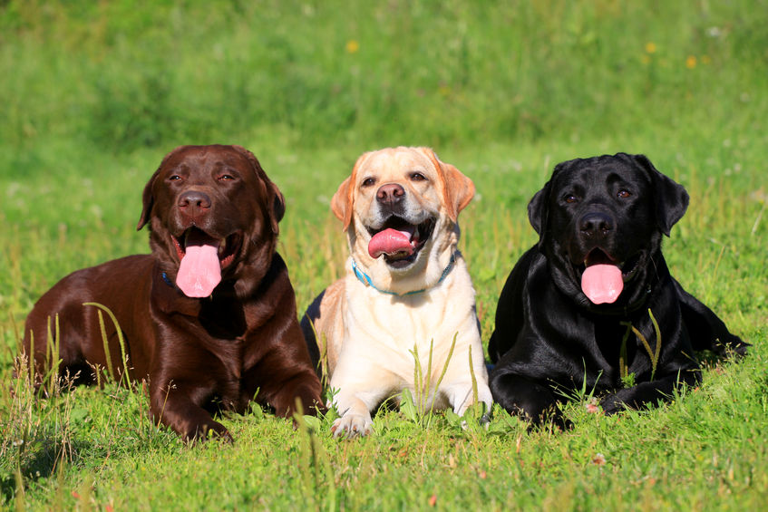 3 Labrador couchés 