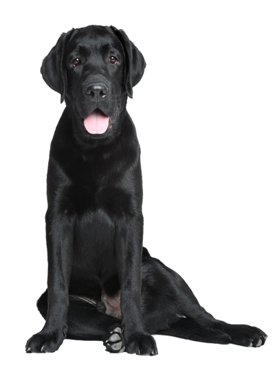 Labrador