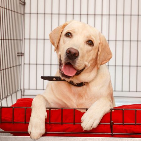 apprentissage de la cage pour votre chien