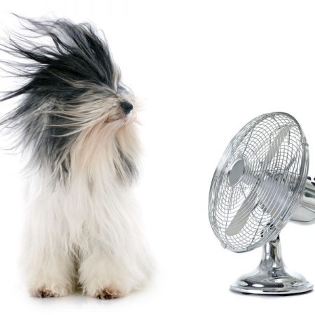 Chien avec ventilateur