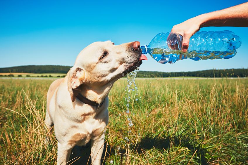 Protéger son chien de la chaleur en hydratant
