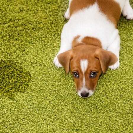 le marquage urinaire du chien