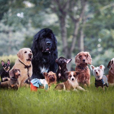 Groupe de chiens wouf wouf dans le jardin