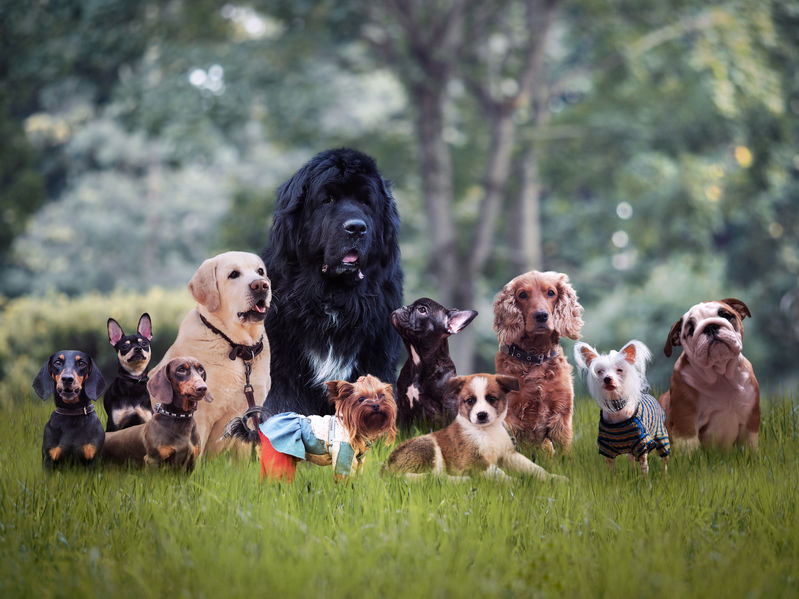 Groupe de chiens wouf wouf dans le jardin