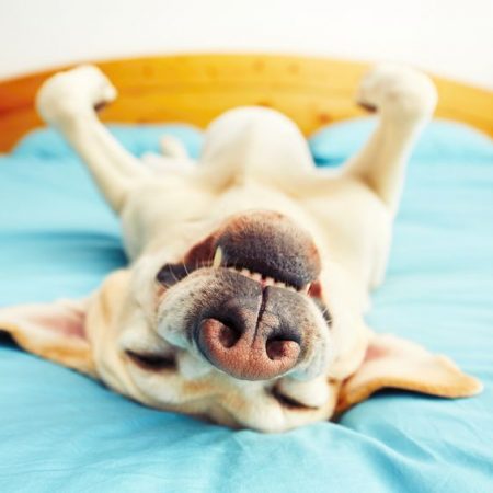 Protéger son chien pour qu'il soit heureux