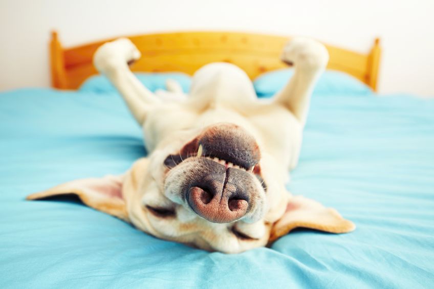 Protéger son chien pour qu'il soit heureux