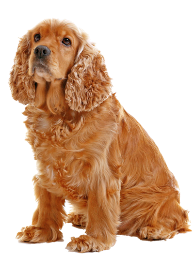 Cocker Spaniel Anglais