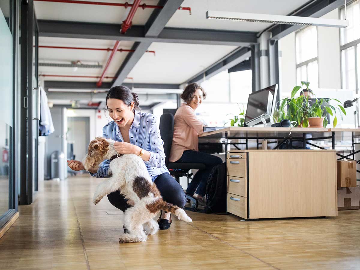 emmener son chien au travail