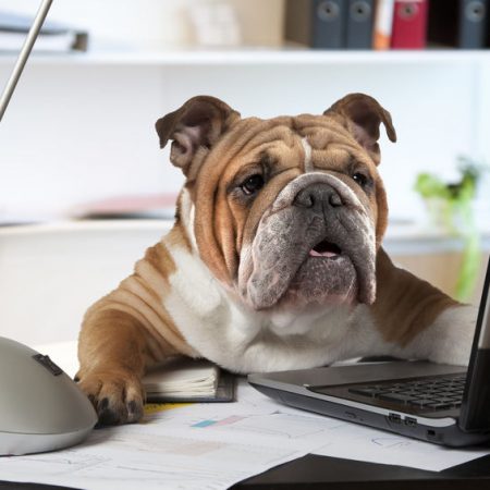 Travailler avec son chien au bureau