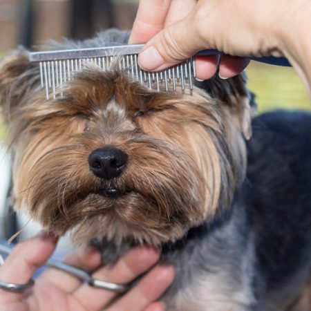 emmener son chien chez le toiletteur