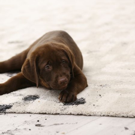 Le ménage comme inconvénients de la vie avec un chien