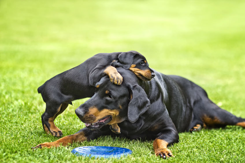 chiot avec sa maman