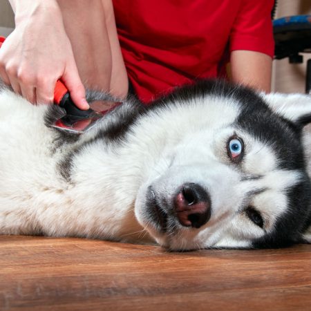 Brosse pour chien Husky