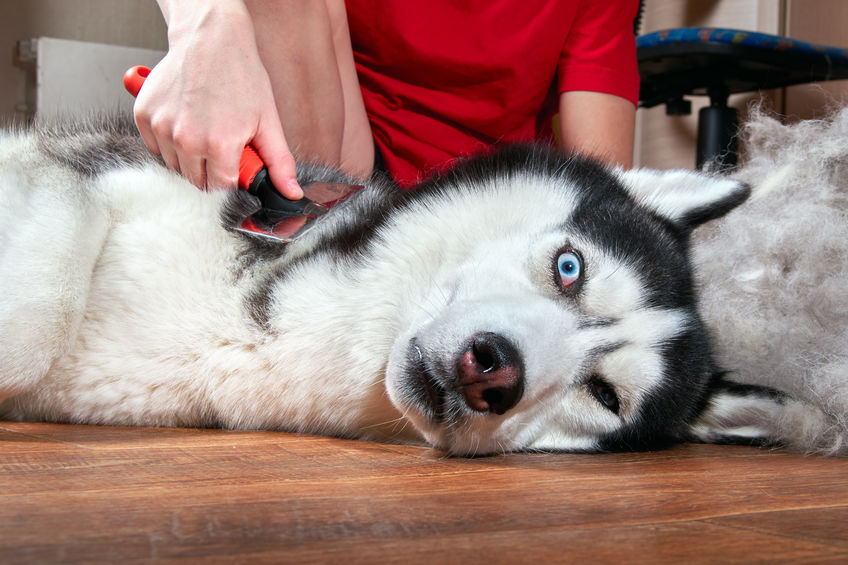 Brosse pour chien Husky