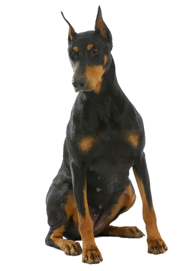 Dobermann