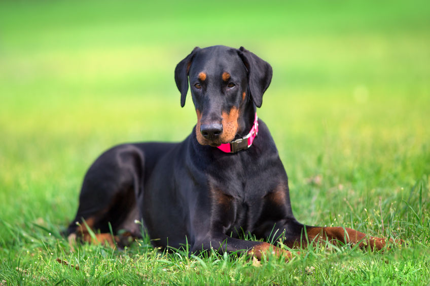 Doberman noir allongé sur l'herbe