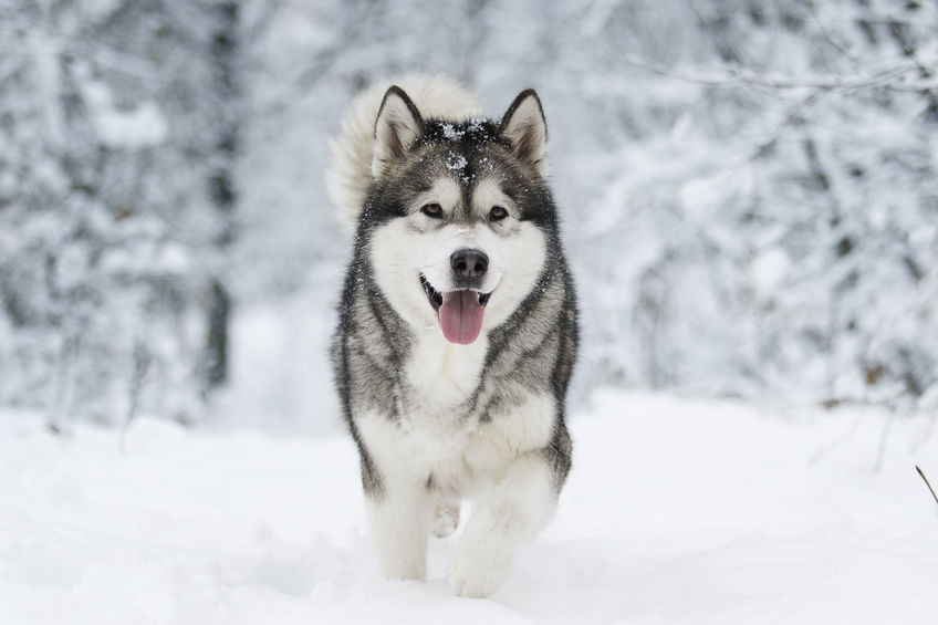 Husky durant l'hiver