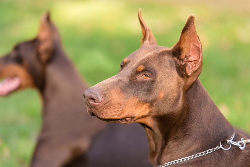 Dobermann marron