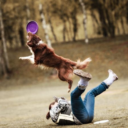 Calmer son chien avec une activité