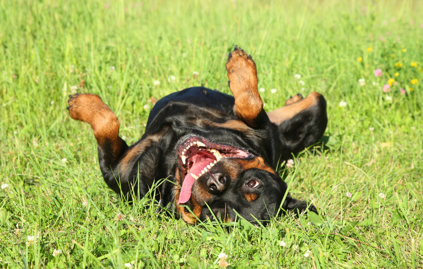 chien Rottweiler Wouf Wouf dans l'herbe
